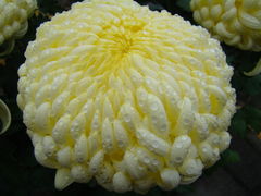 DSC06073.JPG