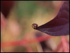 zabierzcie mnie ze soba