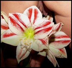 w oczekiwaniu na Gucia - otwieramy kielichy rozkoszy