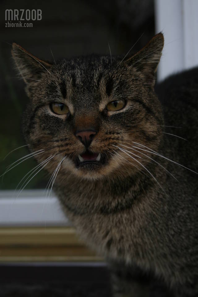 mrzoob