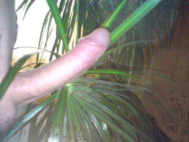 pod palmami - zywiec21