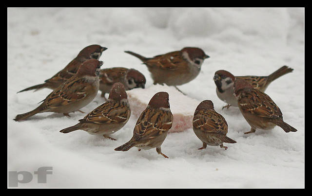 RODZINNY OBIADEK - panfoto