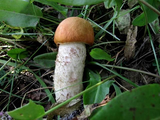 penis.jpg - maciek72