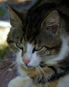 Dachowiec parapetowy