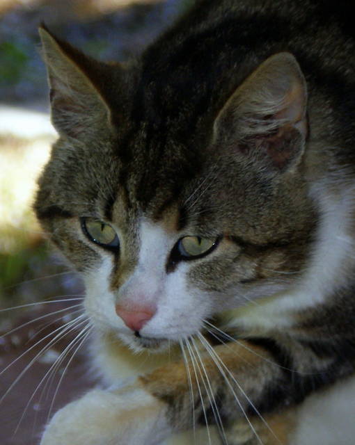 Dachowiec parapetowy - jeszczemogacy