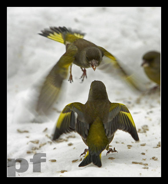 OSTRA RÓŻNICA ZDAŃ - panfoto
