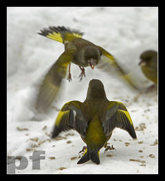 OSTRA RÓŻNICA ZDAŃ