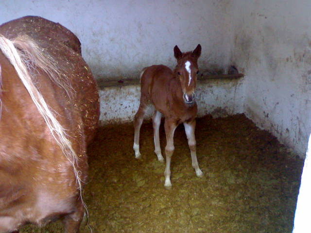 04012007233.jpg - sananene