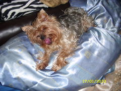 No i łobuz złapany na gorącym uczynku !