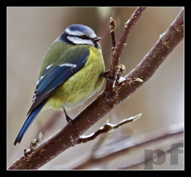 MAŁE SĄ PIĘKNE - panfoto