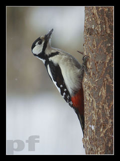 DZIĘCOŁ W DRZEWO STUKAŁ, DZIEWCZĘ...