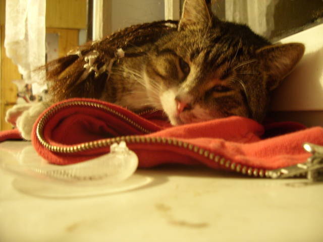 SDC15987.JPG - novi2009