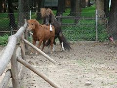 Nieśmiały profilek