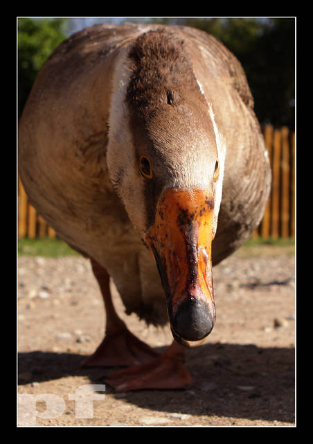 ... DASZ SIĘ DZIÓBNĄĆ ??? - panfoto