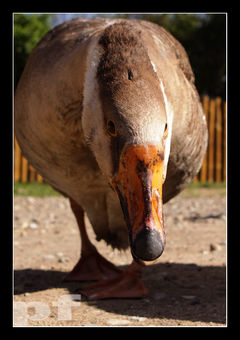 ... DASZ SIĘ DZIÓBNĄĆ ???