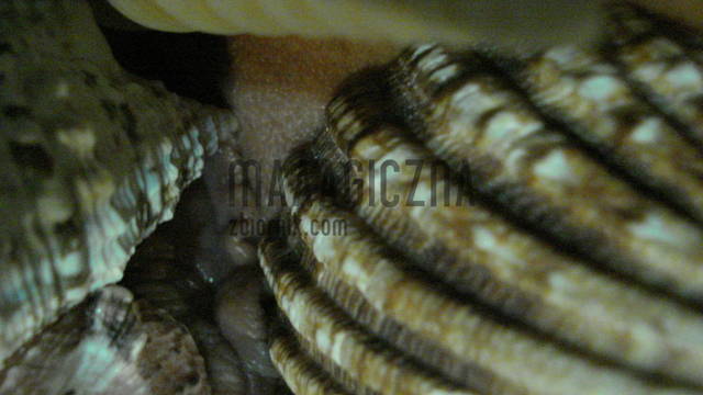 muszelkowo ;) - mAAAgicznA