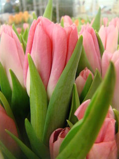 tęsknota...za wiosną