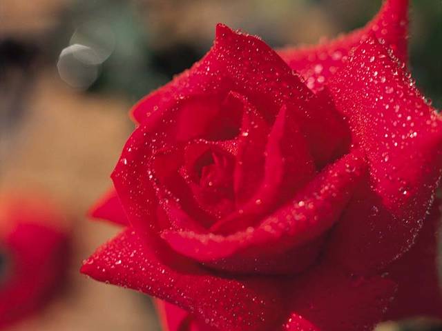 rosa - gammam