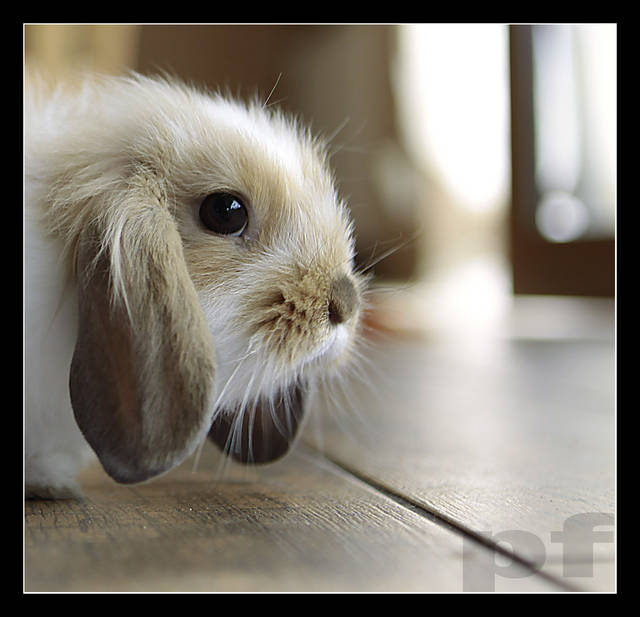 BĘDZIESZ MNIE GONIĆ ? - panfoto