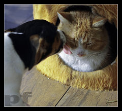 PIES MU MORDĘ LIZAŁ