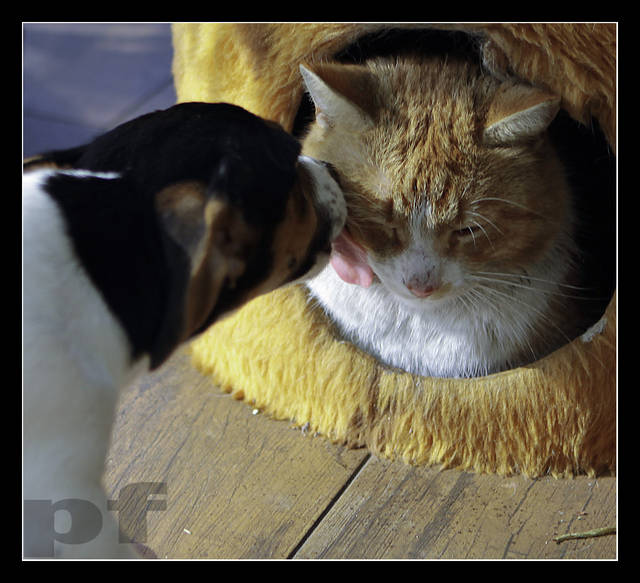 PIES MU MORDĘ LIZAŁ - panfoto