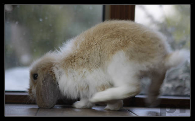 TANECZNYM KROKIEM... - panfoto