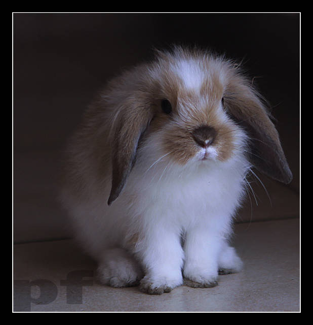 CZEKAM - PRZYJDZIESZ ? - panfoto