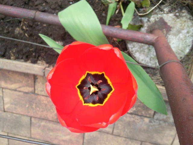 moje własnorecznie chodowane - parawawaa