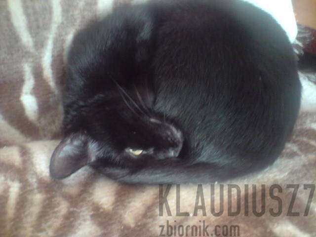 kicia2.jpg - klaudiusz7