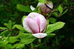 Magnolia