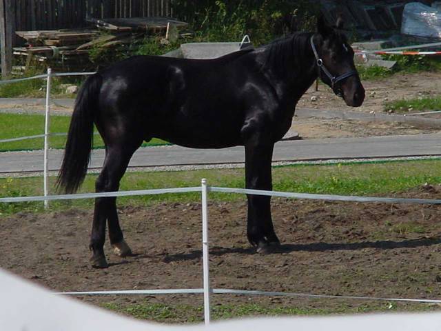 oddam konia w dobre ręce..... - energidrink