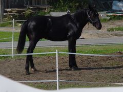 oddam konia w dobre ręce.....