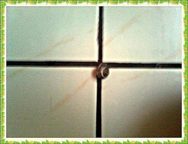 gość w dom... - madzia90