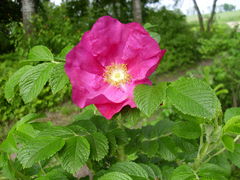 dla mojej kochanej alinki