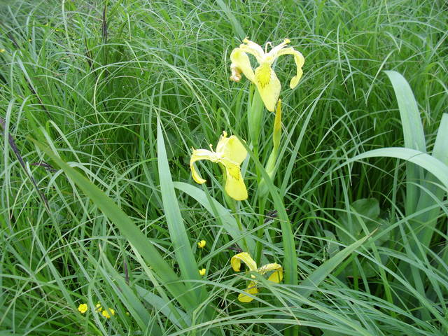 kwiaty na łące. - walek45