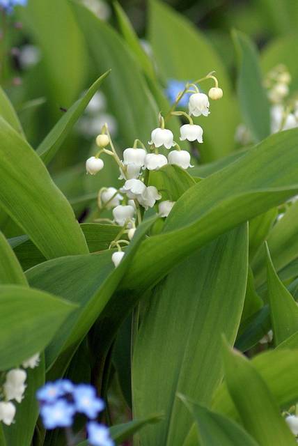 Konwalia - jeszczemogacy