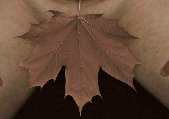 mój listek - pissarek