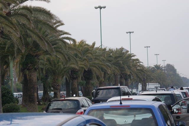 palmy w marcu - robal202