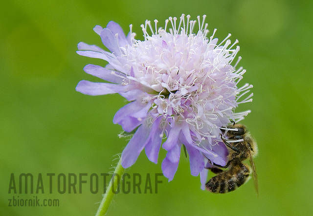 natura - amatorfotograf