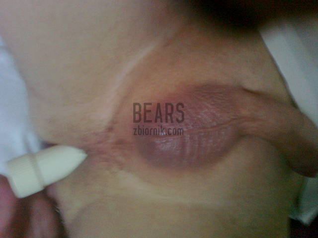 bears