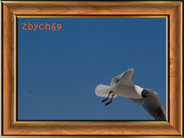 mewa? - zbych69