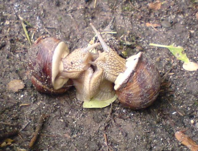 zajęte sobą... - sjkp