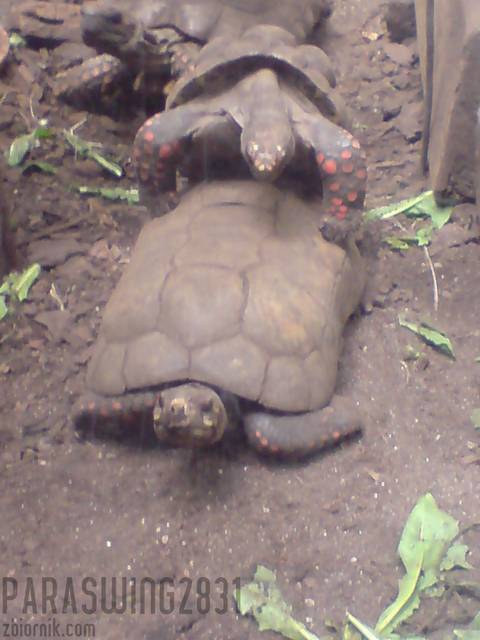 Taniec godowy żółwia stepowego... - ParaSwing2831