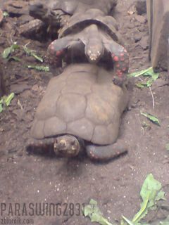 Taniec godowy żółwia stepowego...