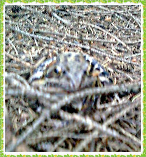 Pan Żab? - madzia90