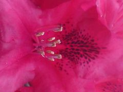 kwiat mej kobiecości....