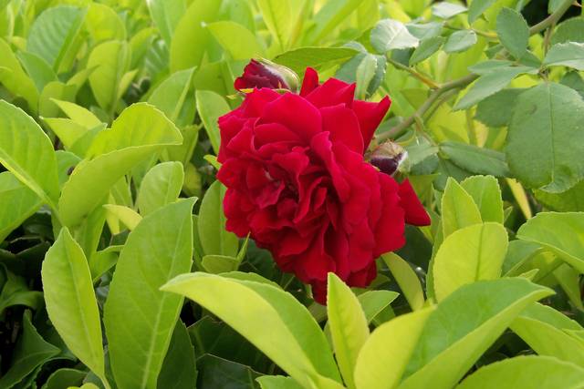 Rose - Polaco86