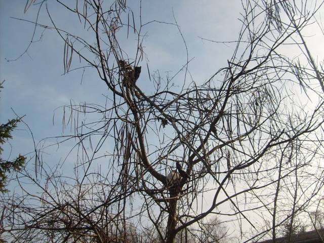 MANTRY KOTA - pieszimowy