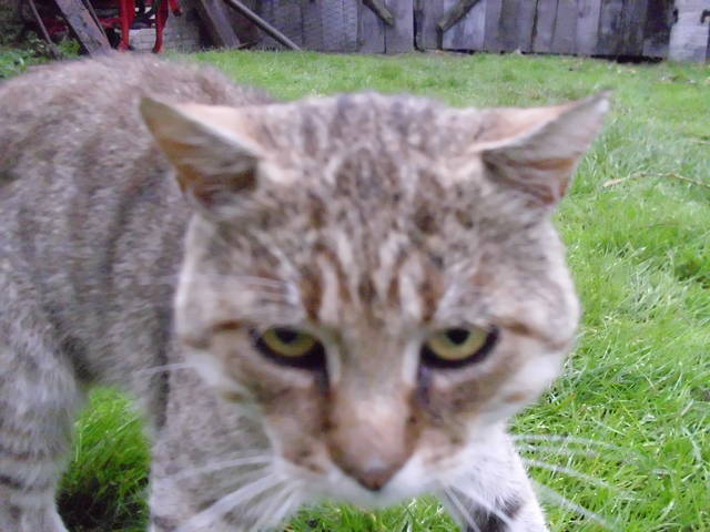 szukam myszki...... - walek45