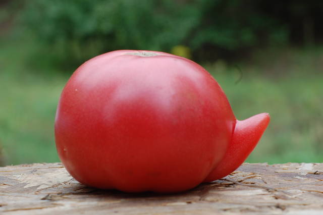 DSC_6990.JPG - rikinek1